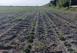Navoi: More than 33,000 hectares are planted with repeated crops