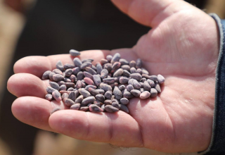 Самарканд: К посадке семян урожая 2024 года ведется серьезная подготовка