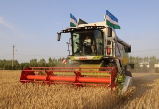 BUXORODA URUG‘LIK DON O‘RIM YIG‘IM ISHLARI BOSHLANDI