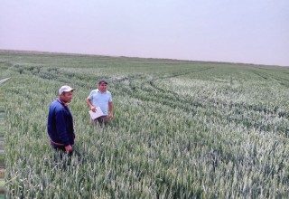 SIFATLI URUG‘LIK DON YETISHTIRISH NAZORATDA