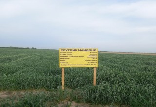 URUGʻLIK GʻALLA YETISHTIRISHDA AGROTEXNIK TADBIRLAR O‘TKAZILISHI MO‘L HOSIL YETISHTIRISHNING ASOSI