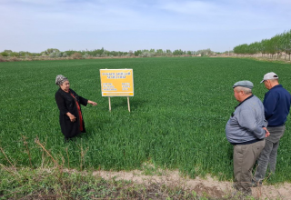 QUALITY IMPLEMENTATION OF AGROTECHNICAL MEASURES IN SEED GRAIN FIELDS IS UNDER THE CONTROL OF THE INSPECTION