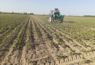 G‘O‘ZA MAYDONLARIDA AGROTEXNIK TADBIRLAR O‘TKAZILISHI “O‘ZAGROINSPEKSIYA” TOMONIDAN MUNTAZAM NAZORAT QILIB BORILMOQDA